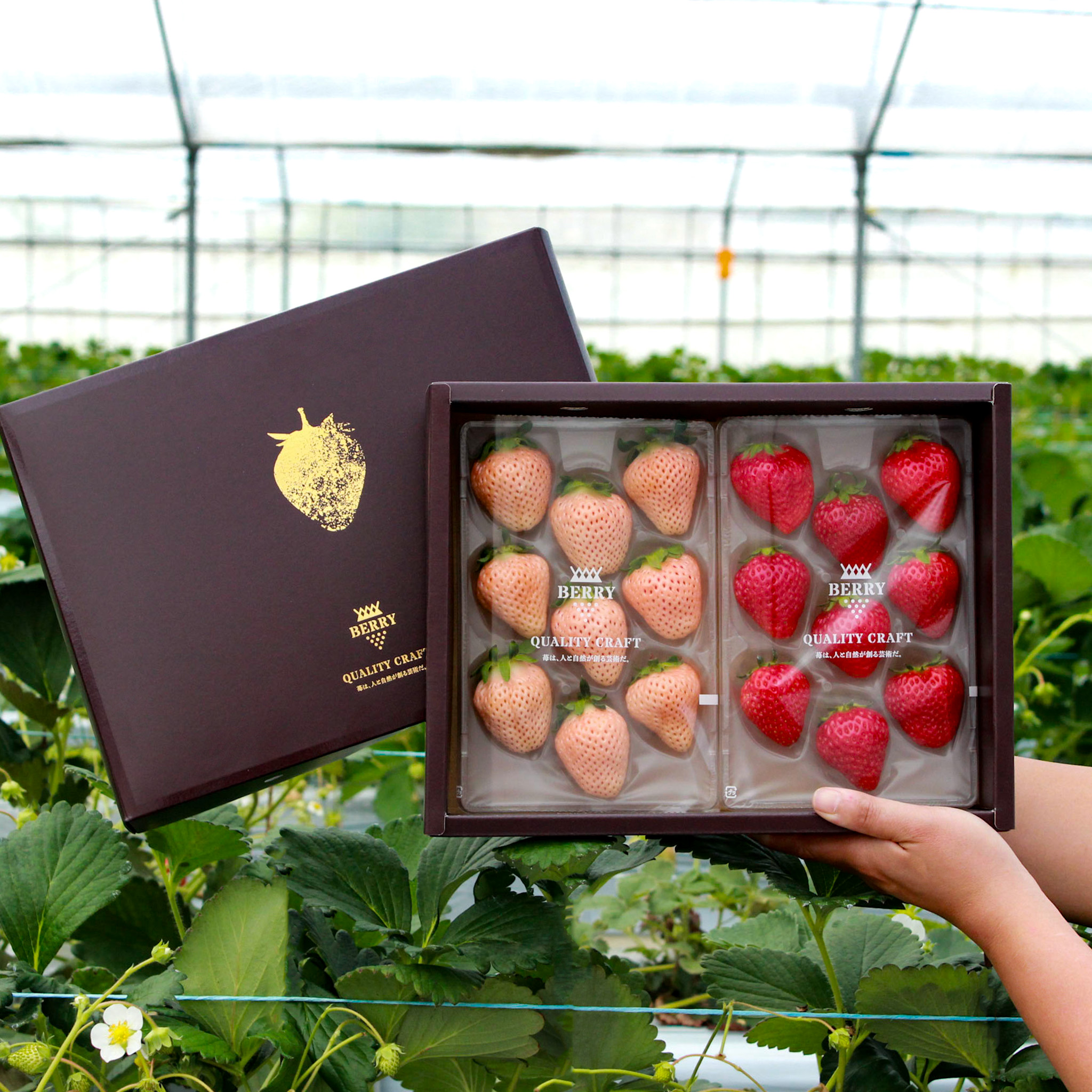 完熟紅白いちごセット